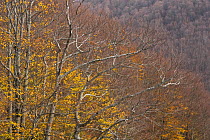 European beech (Fagus sylvatica) forest in autumn, Pollino National Park, Basilicata, Italy, November 2008