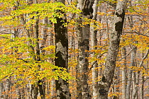 European beech (Fagus sylvatica) forest in autumn, Pollino National Park, Basilicata, Italy, November 2008