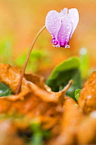 Cyclamen in flower covered in water droplets, Pollino National Park, Basilicata, Italy, November 2008