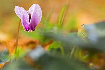 Cyclamen in flower covered in water droplets, Pollino National Park, Basilicata, Italy, November 2008
