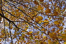View of European beech (Fagus sylvatica) branches covered in autumn leaves from below, Pollino National Park, Basilicata, Italy, November 2008