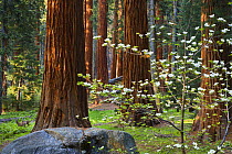 Dogwood (Cornus nuttallii) in bloom amongst Giant Sequoia trees (Sequoiadendron giganteum) and two Mule deer (Odocoileus hemionus), Sequoia and King's Canyon National Parks, USA. June. Veolia Environn...
