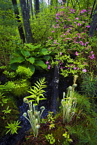 Ferns, mosses and blooming azaleas in marshes, Sapsucker Woods, Ithaca, New York, USA. May. Veolia Environnement Wildlife Photographer of the Year 2009 - Highly Commended in the 'In Praise of Plants'...