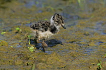 Lapwing (Vanellus vanellus) chick looking searching food at low tide on marshes, Elmley Marshes, Kent, UK, April