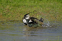 Lapwing (Vanellus vanellus) bathing, Elmley Marshes, Kent, UK, April