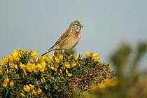 Linnet (Carduelis cannabina) male perched on Gorse, Suffolk, UK, April