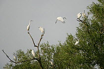 Little egrets (Egretta garzetta) collecting at tree roost in the evening, Essex, UK, August