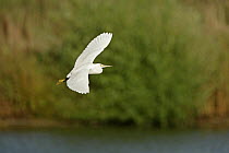 Little egret (Egretta garzetta) in flight over wetlands, Essex, UK, August