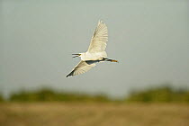 Little egret (Egretta garzetta) flying, calling in flight, Essex, UK, August