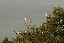 Group of Little egrets (Egretta garzetta) roosting in trees at dusk, Essex, UK, August