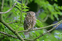 Little owl (Athene noctua) perched on branch, Yorkshire, UK, July