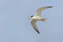Little tern {Sternula albifrons} in flight, Suffolk, UK, June