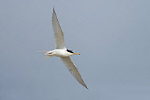 Little tern {Sternula albifrons} in flight, Suffolk, UK, June