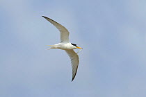 Little tern {Sternula albifrons} in flight, carrying sand eel, Suffolk, UK, June