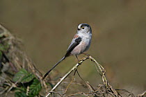 Long tailed tit (Aegithalos caudatus) perched, Essex UK, March