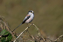 Long tailed tit (Aegithalos caudatus) perched, Essex UK, March
