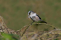 Long tailed tit (Aegithalos caudatus) with feather for nest building in bramble patch, Essex, UK, March