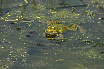 Marsh frog (Rana ridibunda) in water, Cliffe Marshes, Kent, UK, May
