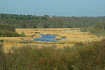 Reed beds and woodlands at the north end of Minsmere RSPB reserve, Suffolk, UK, April 2005