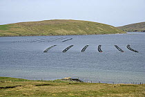 Mussel farming in Mid Yell voe (bay), Yell, Shetland Islands, Scotland, UK, June 2006