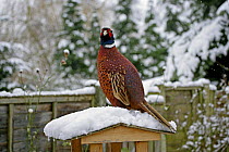 Pheasant {Phasianus colchicus} perched on roof of garden bird table in snow, Essex, UK, February