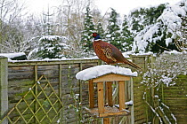 Pheasant {Phasianus colchicus} perched on roof of garden bird table in snow, Essex, UK, February