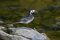 Pied wagtail (Motacilla alba yarrellii) with beak full of insect prey at side of stream, North Wales, UK, May