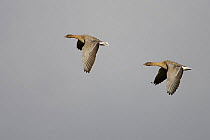 Pink footed geese (Anser brachyrhynchus) pair in flight, Lancashire, UK, October