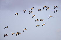 Pink footed geese (Anser brachyrhynchus) flock gliding in to land with feet out to slow them down, Lancashire, UK, October