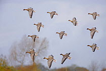 Pink footed geese (Anser brachyrhynchus) flock gliding in to land, Lancashire, UK, October