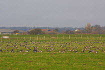 Pink footed geese (Anser brachyrhynchus) flock feeding on farmland, Lancashire, UK, February