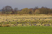 Pink-footed geese (Anser brachyrhynchus) flock grazing in field, Lancashire, UK, February