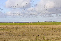 Pink footed geese (Anser brachyrhynchus) flock feeding on stubble on farmland with other flocks flying in to land, Lancashire, UK February