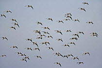 Pink footed geese (Anser brachyrhynchus) flock gliding in to land, Lancashire, UK, February