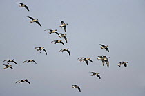 Pink footed geese (Anser brachyrhynchus) flock gliding in to land with feet out to slow them down, Lancashire, UK, February