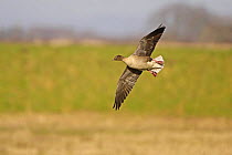 Pink footed goose (Anser brachyrhynchus) gliding in to land, Lancashire, UK, February