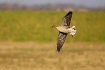 Pink footed goose (Anser brachyrhynchus) gliding in to land, Lancashire, UK, February