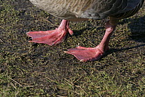 Close up of feet of Pink footed goose (Anser brachyrhynchus) Lancashire, UK, February