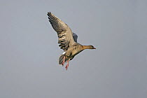 Pink footed goose (Anser brachyrhynchus) with feet out, coming in to land, Lancashire, UK, February