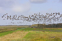 Pink footed geese (Anser brachyrhynchus) flock taking flight from Martin Mere WWT reserve, Lancashire, UK, October