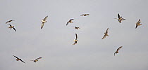 Pink footed geese (Anser brachyrhynchus) flock decending fast to land, described as 'whiffling', Lancashire, UK, October