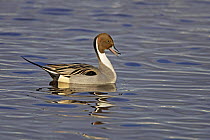 Pintail (Anas acuta) male calling on water, Martin Mere WWT reserve, Lancashire, UK, February
