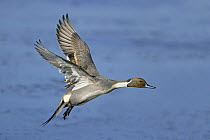 Pintail (Anas acuta) male in flight, Martin Mere WWT reserve, Lancashire, UK, February