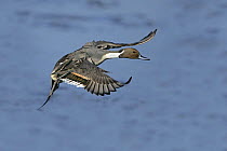 Pintail (Anas acuta) male in flight, slowing down to land, Martin Mere WWT reserve, Lancashire, UK, February