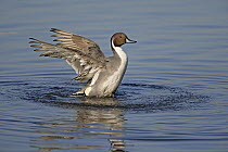 Pintail (Anas acuta) male flapping wings after bathing, Martin Mere WWT reserve, Lancashire, UK, February