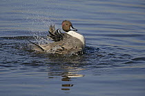 Pintail (Anas acuta) male bathing, Martin Mere WWT reserve, Lancashire, UK, February