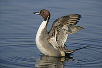 Pintail (Anas acuta) male flapping wings after bathing, Martin Mere WWT reserve, Lancashire, UK, February