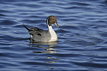 Pintail (Anas acuta) male on water, calling, Martin Mere WWT reserve, Lancashire, UK, March