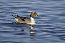 Pintail (Anas acuta) male on water, Martin Mere WWT reserve, Lancashire, UK, February