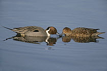Pintail (Anas acuta) male and female pair surface feeding, Martin Mere WWT reserve, Lancashire, UK, February
